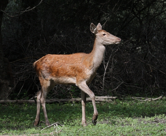 Ancora cervi